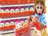 برنامه کودک - میمون بازیگوش - خوردن انگور در استخر - بازی توله سگ و میمون