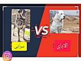 مقایسه سگ