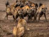 حیات وحش ؛ جنگ و نبرد شیر و‌ گور خر - حیات وحش نبرد شکارچیان