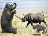 مبارزه حیوانات وحشی - مبارزه واقعی فیل علیه کرگدن - حیات وحش جهان