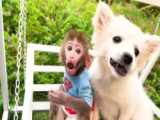کلیپ های حیوانات - میمون بی بی مراقبت از برادر کوچک - بچه میمون بازیگوش