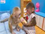 بچه میمون خوابالو :: حیوانات خانگی :: حیوانات بازیگوش :: سرگرمی