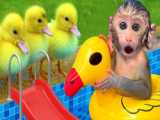 مستند حیوانات خانگی - بازی بچه میمون - بازی میمون سگ و خروس