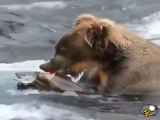 سلاخی ماهی به صورت زنده توسط خرس (فیلم) در ویدیویی پربازدید، یک خرس وسط رودخانه