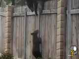 فیلم تلاش خرس مادر برای انتقال توله هایش به ان طرف دیوار بلند