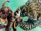 حیوانات وحشی - نبرد جگوار با مار آناکوندا - حیوانات بی رحم در حمله