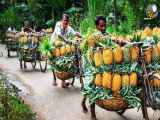فیلم شگفت انگیز از فرایند کاشت و برداشت و فراوری آناناس