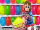 بازی جالب تخم مرغ رنگی با بچه میمون :: حیوانات خانگی باهوش
