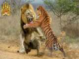 شیر و ببر - چه کسی در یک نبرد پیروز می شود؟ جنگ حیوانات وحشی