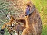 مستند حیات وحش - میمون مادر در مقابل عقاب عقاب شگفت انگیز - نبرد بزرگ بابون