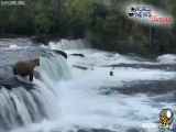 فیلم خرس مادر شجاعانه به داخل رودخانه خروشان می پرد تا 3 توله خود را نجات دهد