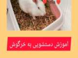 چرا خرگوشم یونجه نمیخوره؟!