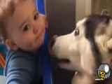 Husky & baby هاسکی و بچه