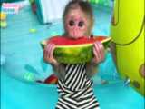حیوانات: میمون باهوش این قسمت آب هندونه خوردن Celever Monkey