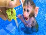 بچه میمون و آب بازی با اردک :: حیوانات خانگی بامزه :: میمون