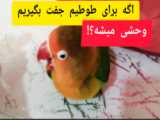 آیا طوطی برزیلی بعد از جفت شدن وحشی میشه ؟