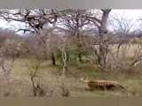 حیوانات وحشی - سریع ترین شکار یوزپلنگ - شکار ایمپالا توسط یوزپلنگ