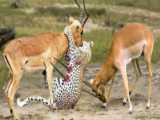 حیات وحش، حمله یوزپلنگ ها برای شکار آهو - نبرد یوزپلنگ و آهو