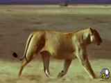 فیلم مستند جنگ و جدال شیرها با گورخرها و بوفالوها در حیات وحش افریقا