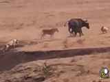 فیلم مستند جنگ و نبرد بزرگ گله شیرها و بوفالوها در حیات وحش افریقا