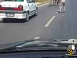 فیلم تصادف وپرت شدن دو اسب به هوا بعد از برخورد با خودرو