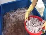 مزرعه پرورش قورباغه گوشتی؛ عملیات برش زدن و بسته بندی قورباغه در کارخانه