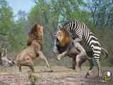 گور خر شیر سلطان جنگل را در حیات وحش افریقا کشت و زرافه هم شیر افریقایی (ببینید