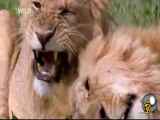 فیلم مستند شیرهای حیات وحش افریقا