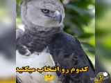 ترسناکترین وبزرگترین پرنده دنیا