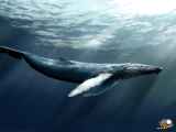 بزرگترین موجود زنده روی کره زمین؛نهنگ عظیم الجثه پرو