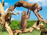 میمون ها در مقابل پلنگ - نبرد حیوانات | نبرد بقا حیوانات وحشی