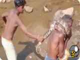 فیلم لحظات پر استرس خفه کردن پیرمرد هندی توسط مار پیتون