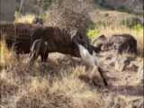 مستند حیات وحش - وقتی شکارچیان آهو را بی رحمانه می خورند