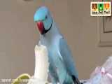 حیوانات خنده دار _۲