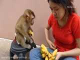 بچه میمون و برداشت هندوانه :: چالش هندوانه با حیوانات :: حیوانات خانگی