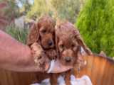 توله های جذابکاوالیر کینگ چارلز اسپانیل Cavalier King Charles Spaniel