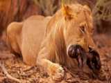 مستند حیات وحش - شیر بی رحمانه به پلنگ حمله کرد تا غذایش را بدزدد