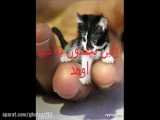 زندگی یک گربه