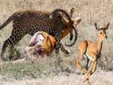 مستند حیات وحش - پلنگ به خاطر کشتن توله اش، شیرها را مجازات می کند