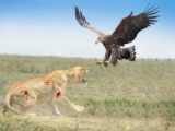 جنگ بین شیر و عقاب - نبرد عقاب با شیر - حمله حیوانات وحشی