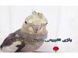 ولاگ از عروس هلندی من