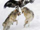 حیوانات وحشی | نبرد بزرگ عقاب و گرگ ها | جنگ حیوانات وحشی