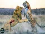 نبرد شدید شیر در مقابل ببر - نبرد بین حیوانات حیوانات وحشی