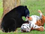 مستند حیات وحش - نبرد خرس سیاه و ببر - مبارزه حیوانات وحشی