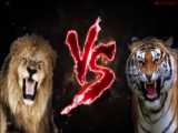 مبارزه واقعی ببر در مقابل شیر - 2023 - نبرد حیوانات - جنگ حیوانات