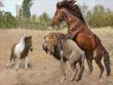 حمله باند اسب به شیر! مبارزه اسب دیوانه با شیر! حمله شیر به اسب - حیات وحش