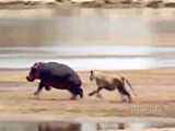 حیات وحش - حمله شیرها به فیل و شکار فیل ها - حمله حیوانات