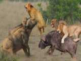 حیوانات وحشی : شکار هوشیارانه شیرها ؛ شکار شدن گورخرها