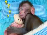 بچه میمون به فروشگاه اوریو می رود :: حیوانات خانگی :: میمون بازیگوش