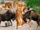 حمله شیر ها به گاومیش ها | پایان تلخ گاومیش ها | جنگ حیوانات وحشی